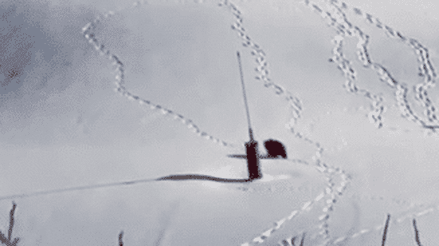 "C'est la première fois que je vois un ours en direct dans ma vie" : dans les Pyrénées, une rencontre inattendue sur une piste de ski