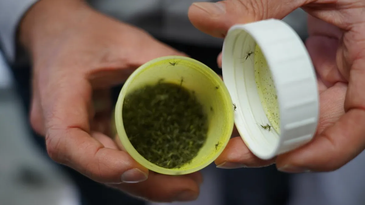 À La Réunion, la révolution du moustique stérile pour lutter contre les épidémies