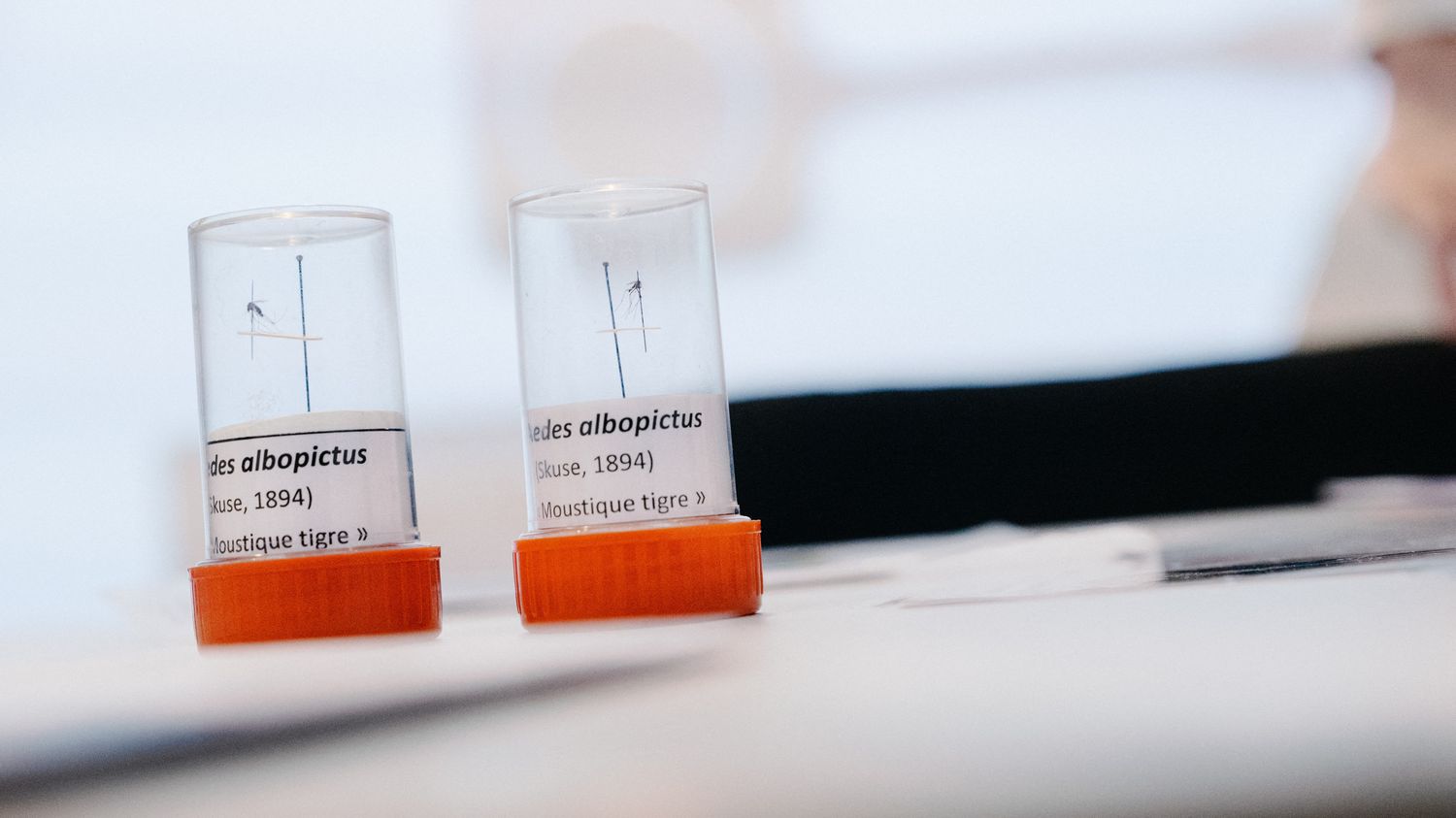 "Humains, animaux, environnement... Toutes ces santés sont liées" : on vous explique le concept de "One Health" au cœur d'un sommet international à Lyon