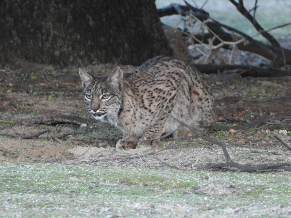 Hembras de lince que remojan a sus presas: la desconocida práctica captada en los Montes de Toledo