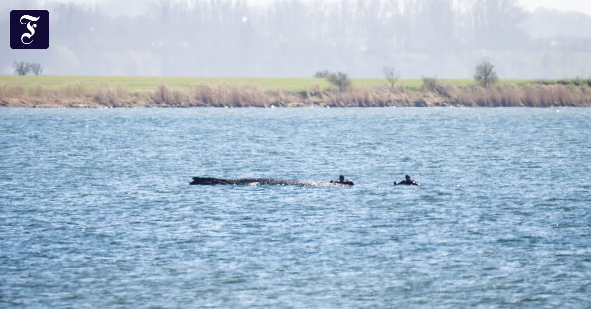 Vor Insel Poel: Zustand des Buckelwals in der Ostsee hat sich weiter verschlechtert