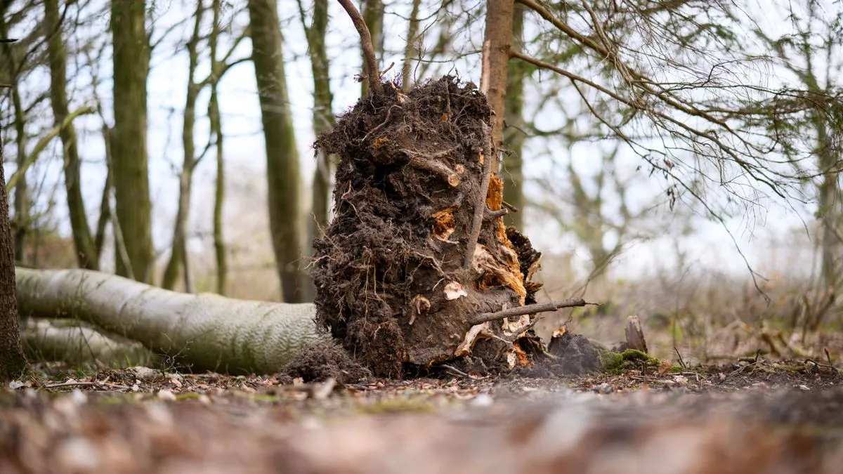 Wald: Ein Experte erklärt, wann ein Spaziergang unter Bäumen gefährlich werden kann