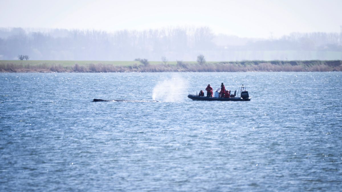 Mecklenburg-Vorpommern: Experten raten ab von einer Rettung des Ostsee-Wals