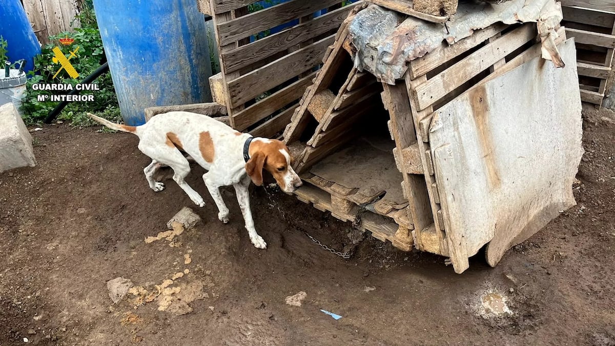 Incautados 29 perros que estaban en una finca en Gran Canaria amarrados con cadenas cortas, con heridas y entre excrementos 