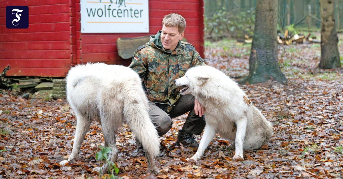 Touristen als Naturforscher: Was treibt einen Wolf in die Stadt?