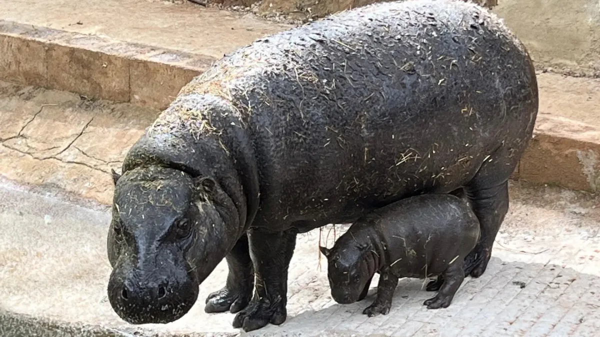 Nace el primer hipopótamo pigmeo en el Parque de Cabárceno