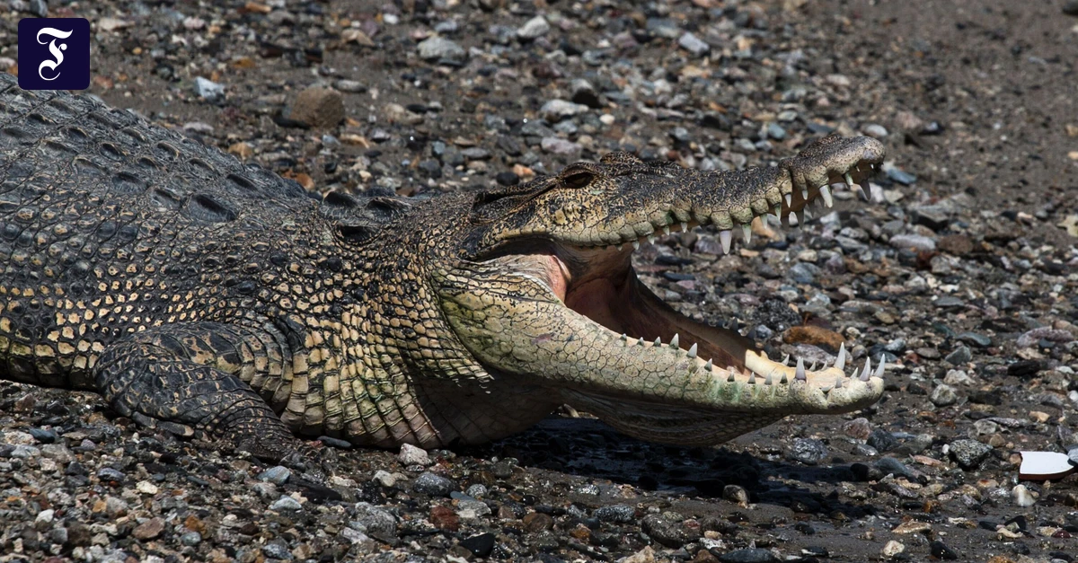 Grenzschutz: Indien will Einwanderer mit Krokodilen und Schlangen abschrecken