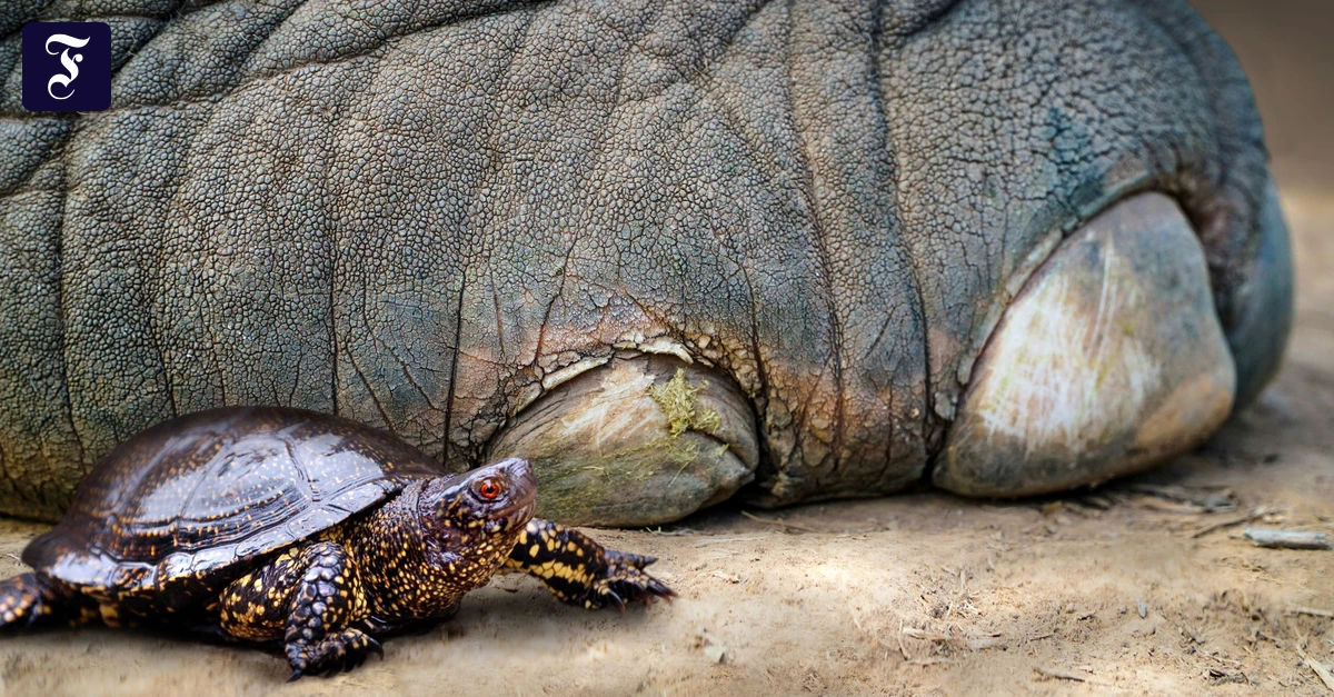 Panzer als Schöpflöffel?: Warum Neandertaler Sumpfschildkröten jagten