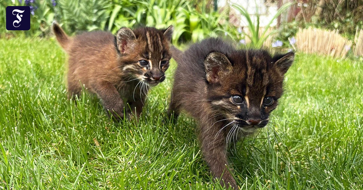 Acht Katzen europaweit: Seltene Goldkatzen im Zoo Heidelberg geboren