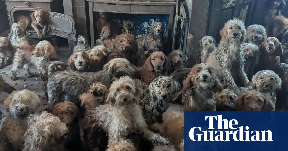 ‘It’s not AI, it’s real’: shock as RSPCA releases images of 250 dogs found at property