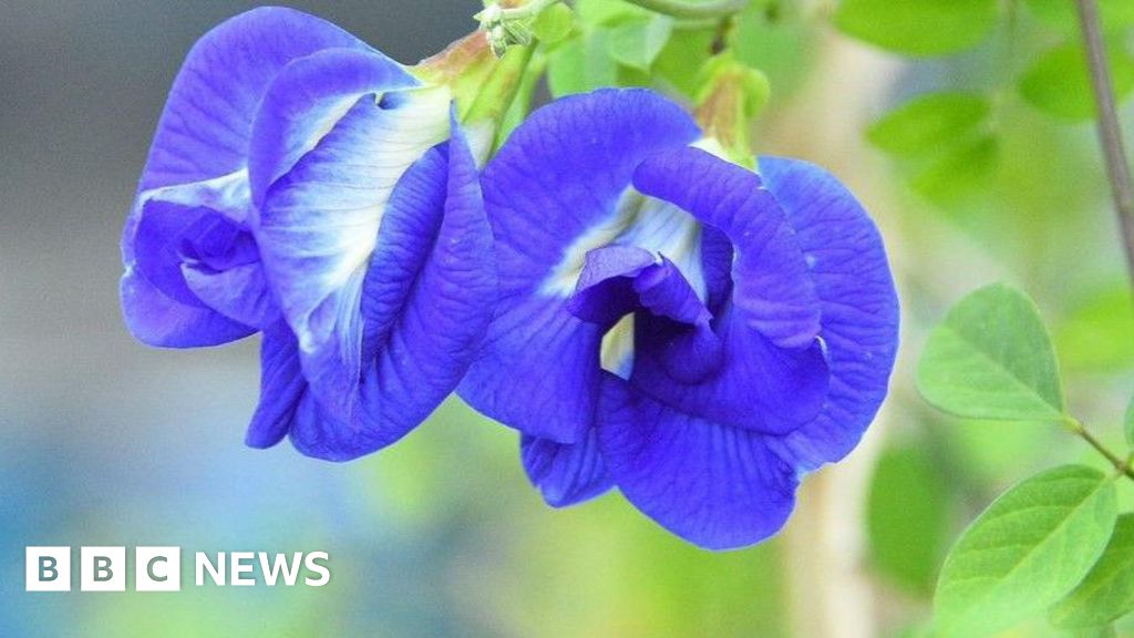 The 'magical' blue flower changing farmers' fortunes in India