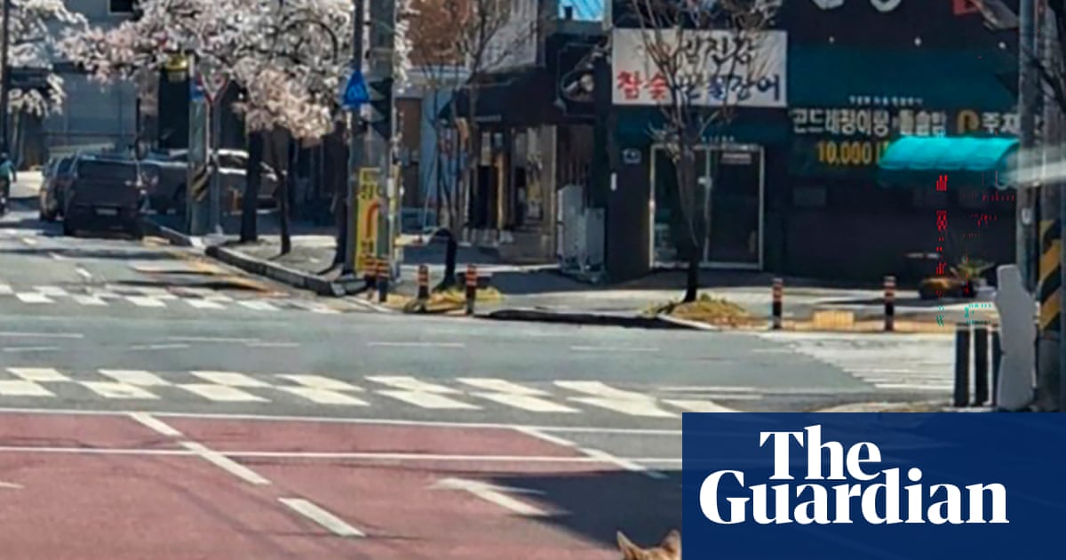 Hundreds search for wolf that escaped from zoo in South Korea