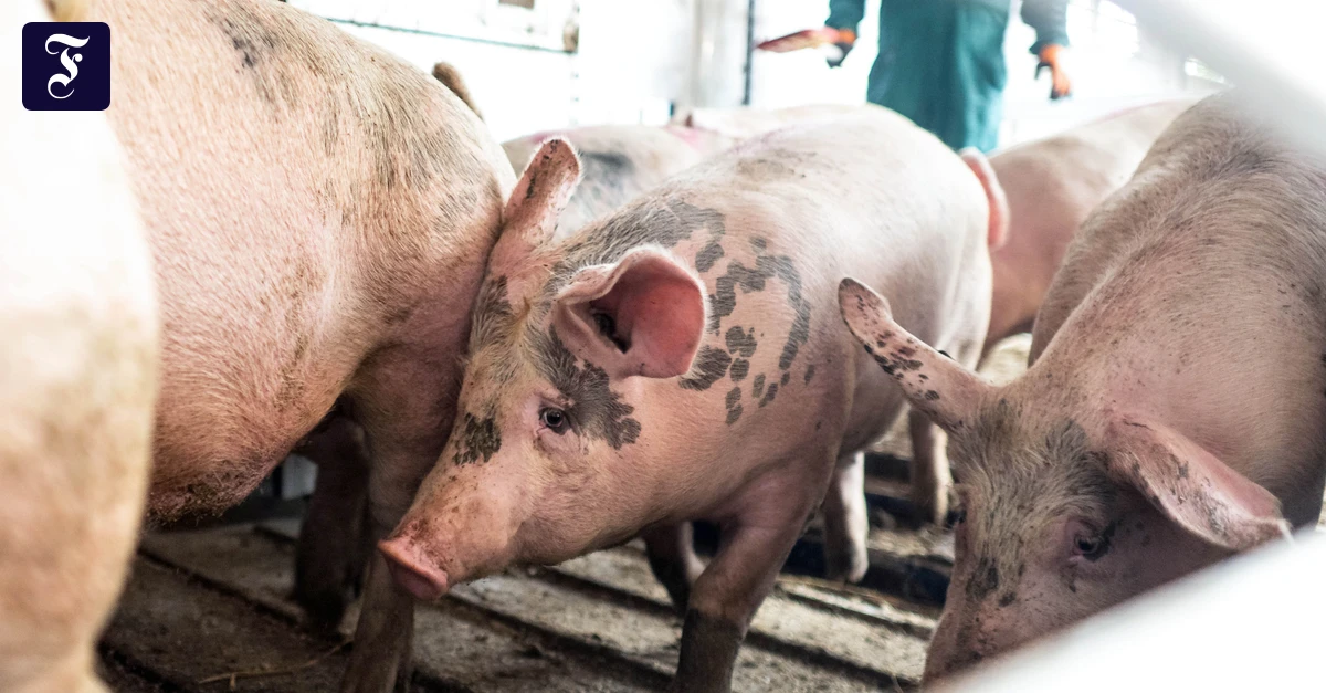 Tierhaltung: Neuer Zoff wegen des Tierwohllabels