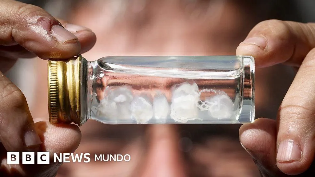 ¿Cuál es la picadura más dolorosa del mundo?