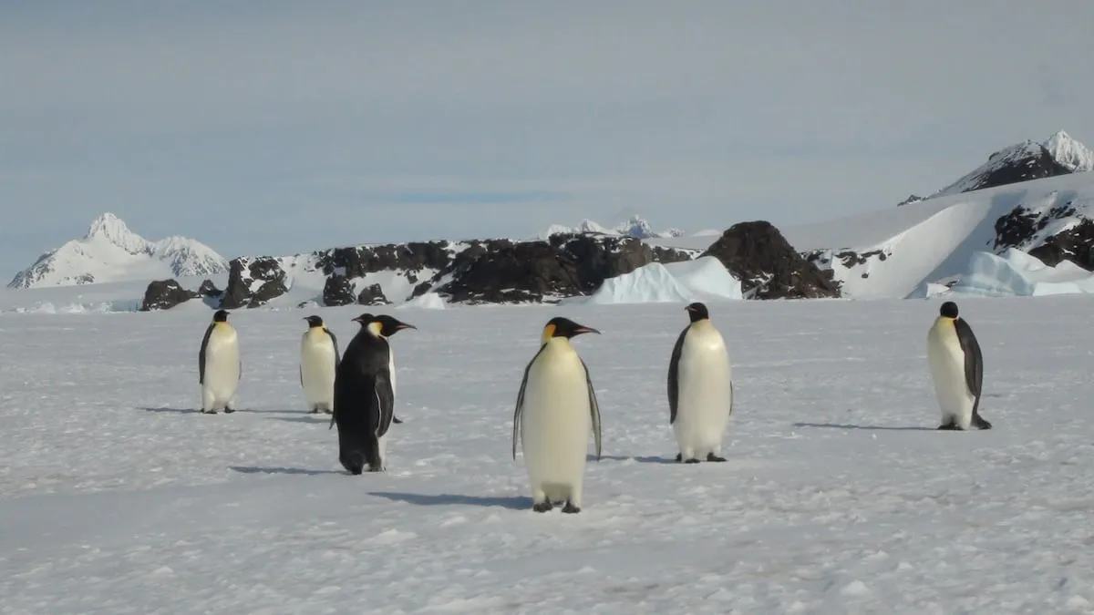 El pingüino emperador y el lobo marino antártico, en peligro de extinción por la pérdida de hielo y krill