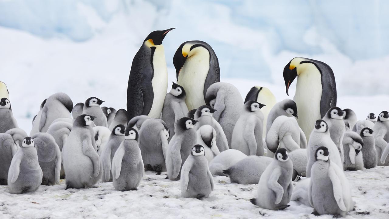 Artenschutz: Kaiserpinguine gelten jetzt als gefährdete Art