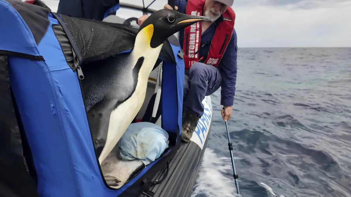 Le manchot empereur et l'otarie à fourrure antarctique désormais classés comme espèces en danger
