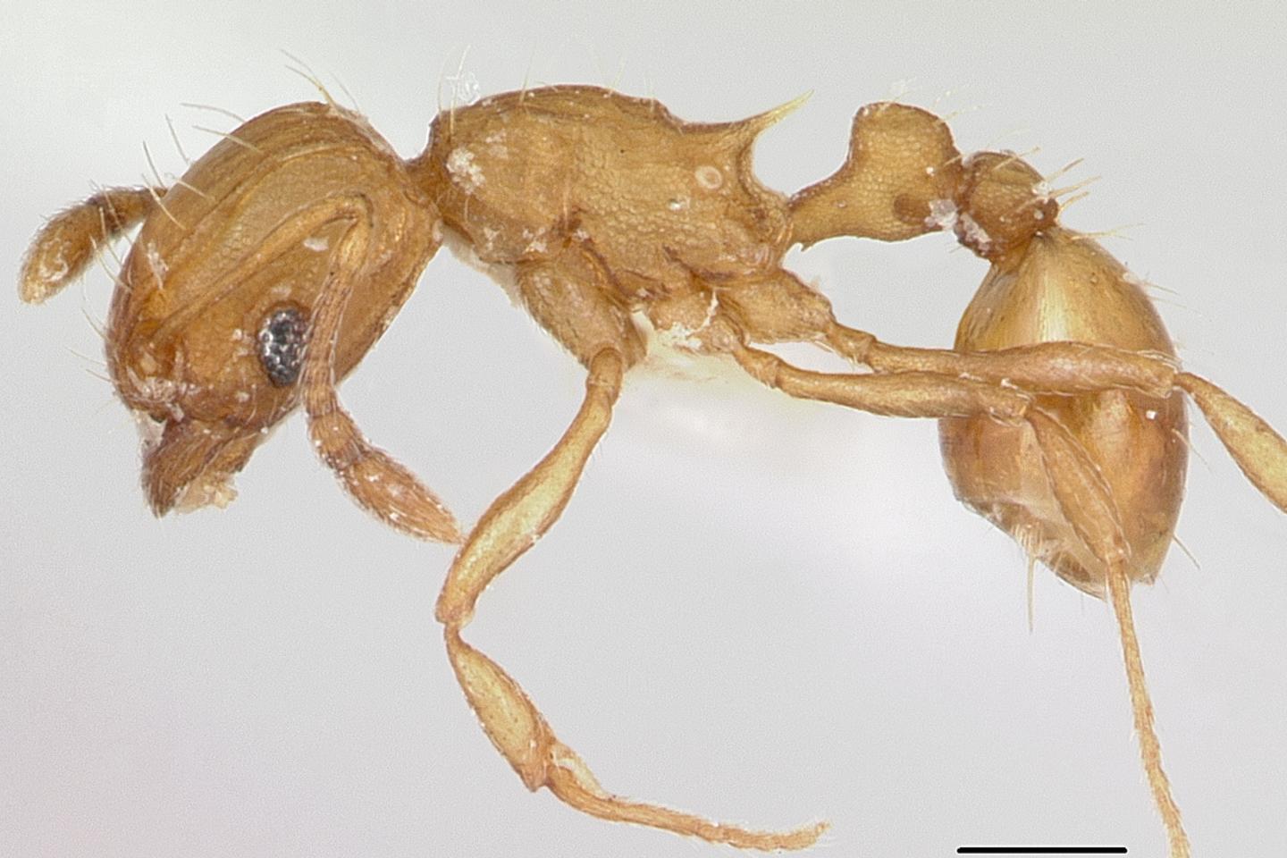 Un troisième foyer de fourmis électriques a été détecté dans le Var
