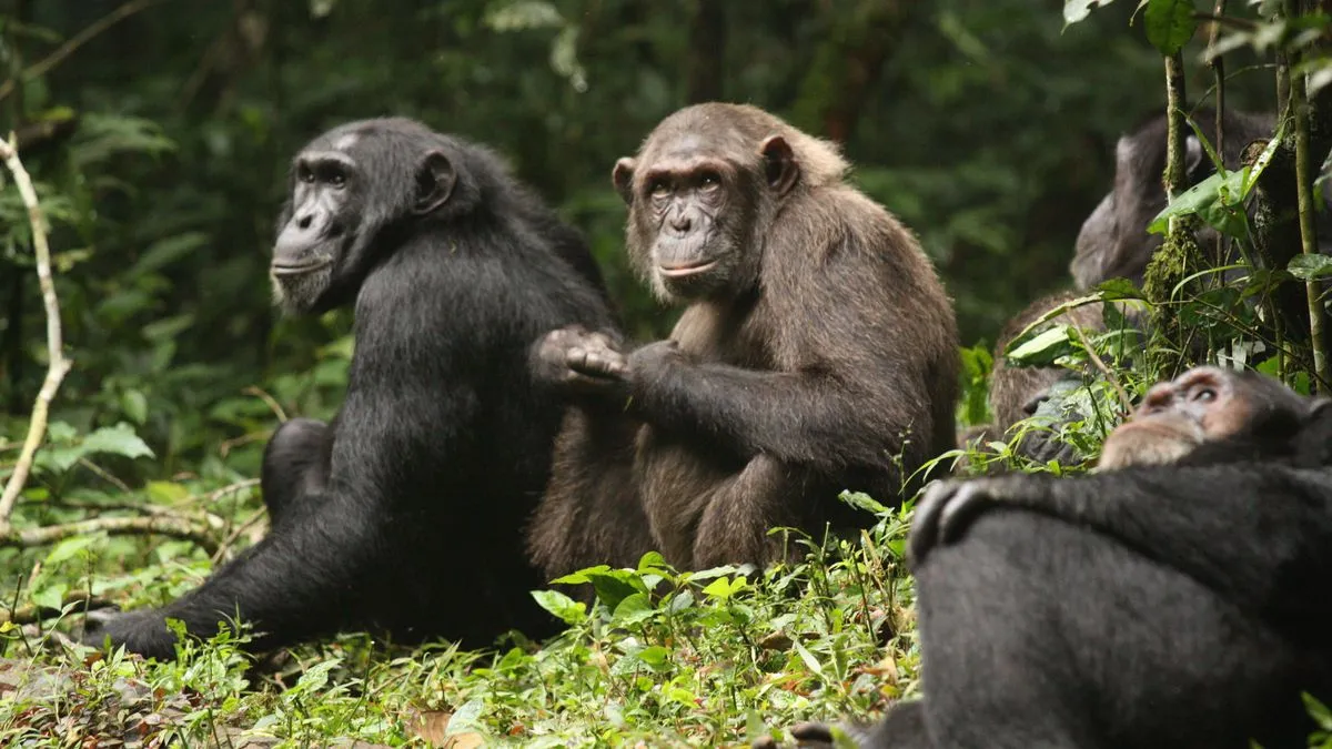 Bürgerkrieg unter Schimpansen: Forschende dokumentieren jahrelangen Konflikt in Uganda