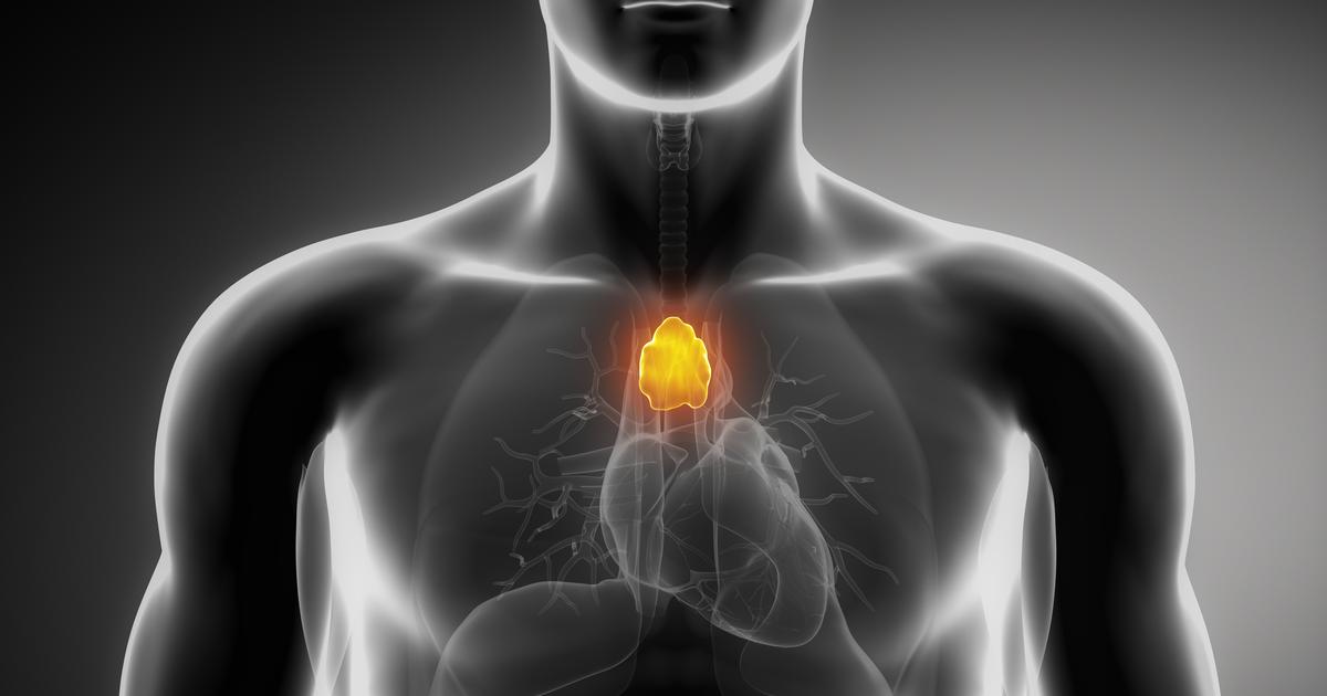 Cancer, santé cardiaque, longévité : les mystérieux pouvoirs du thymus, cet organe longtemps oublié