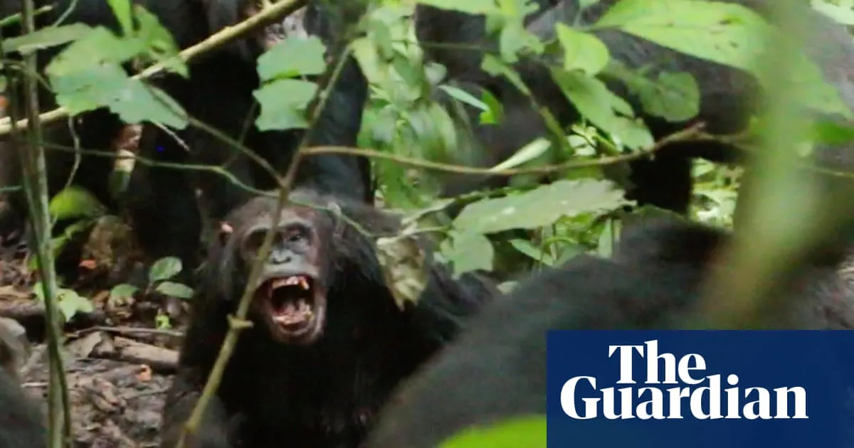 Wild chimpanzees recorded waging ‘civil war’ with coordinated attacks between two groups