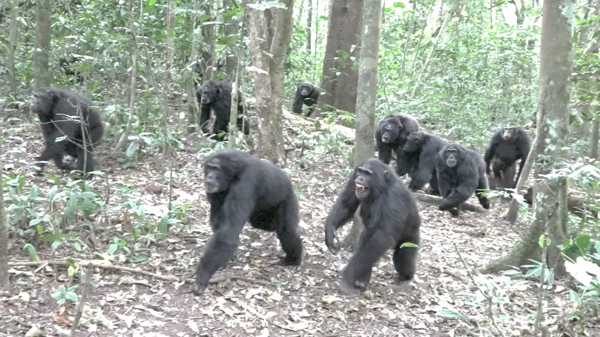 Guerra civil en el paraíso de los chimpancés: “Han diezmado al grupo rival”