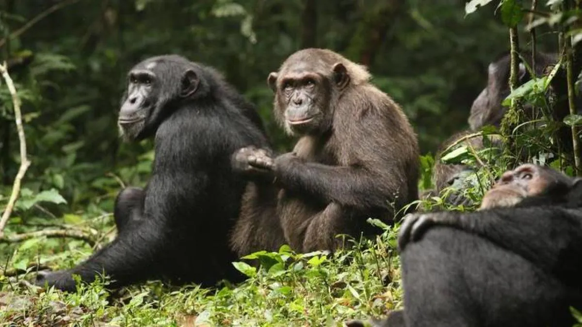 
                      Los primatólogos documentan por primera vez una guerra civil entre chimpancés
                  