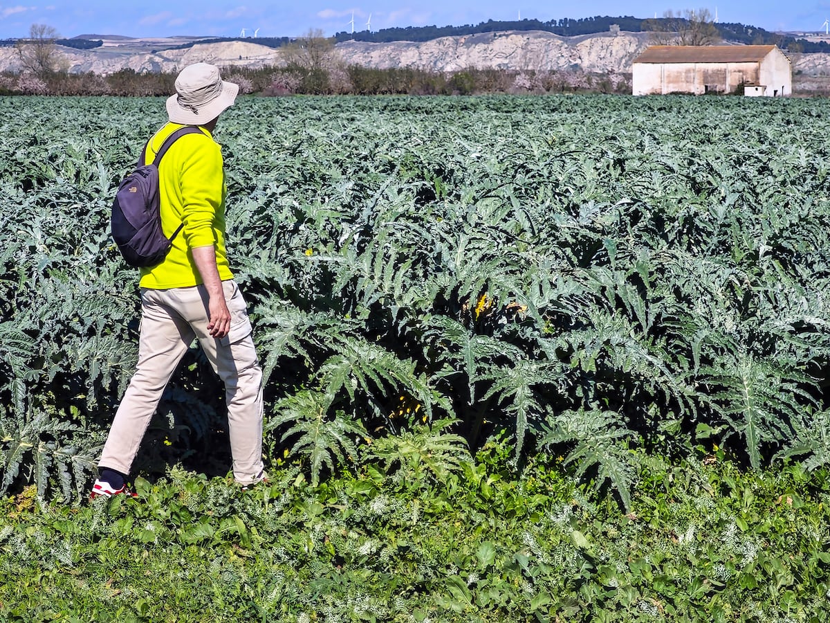 Una ruta por Calahorra, la ciudad de la verdura, y por la vecina Pradejón, villa champiñón