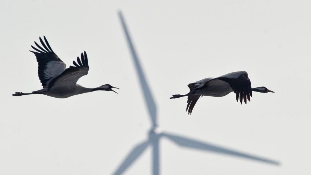 
                                                                                                               Los desacuerdos bloquean la normativa para proteger a las aves frente a los aerogeneradores
                                                                                                           