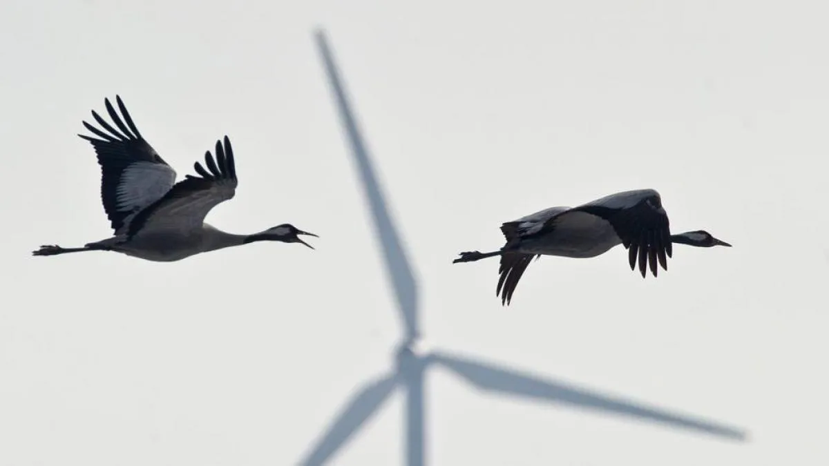 
                                                                                                               Los desacuerdos bloquean la normativa para proteger a las aves frente a los aerogeneradores
                                                                                                           
