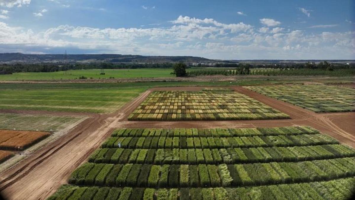 
                                                                                                                   Inteligencia artificial y drones para seleccionar el trigo más resiliente
                                                                                                               