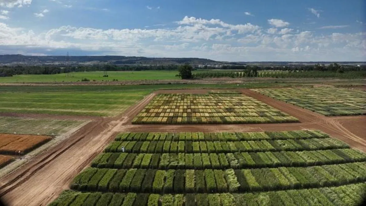 
                                                                                                                   Inteligencia artificial y drones para seleccionar el trigo más resiliente
                                                                                                               