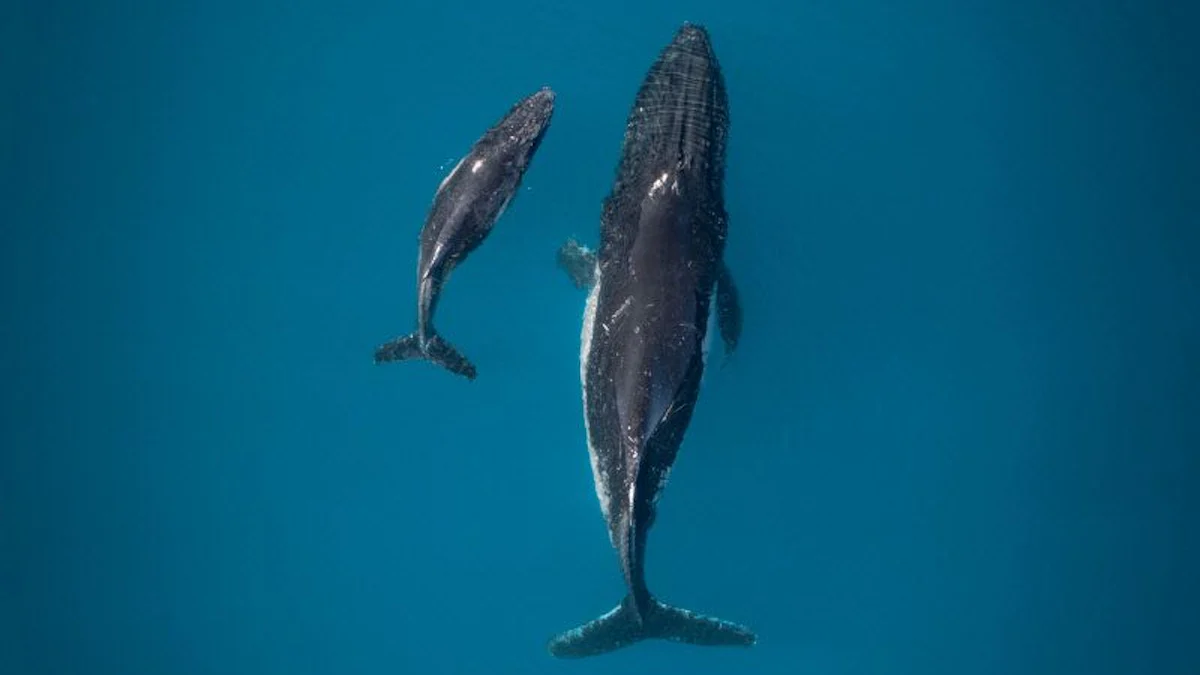 Aus der SZ für Kinder: Die Gärtner der Ozeane