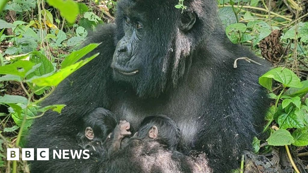Rare mountain gorilla twins born in Africa's oldest national park