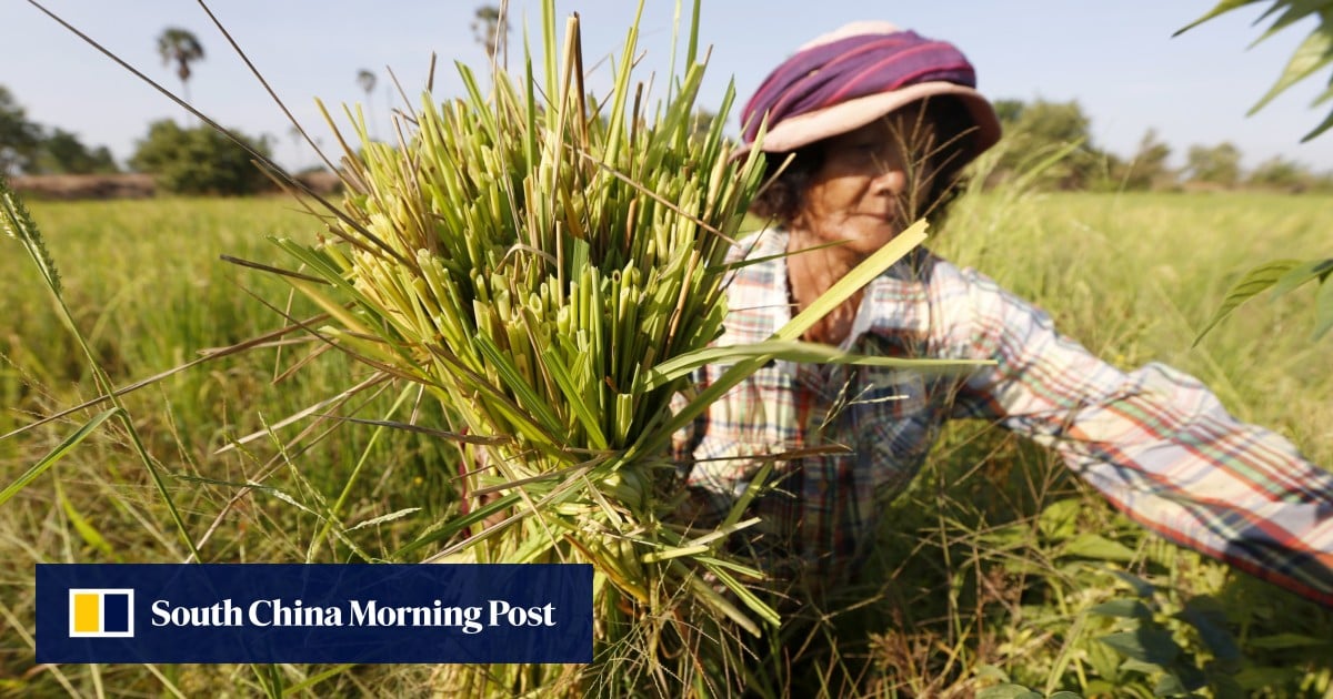 Asia’s ‘panicked farmers’ brace for a looming rice crisis post-Iran war