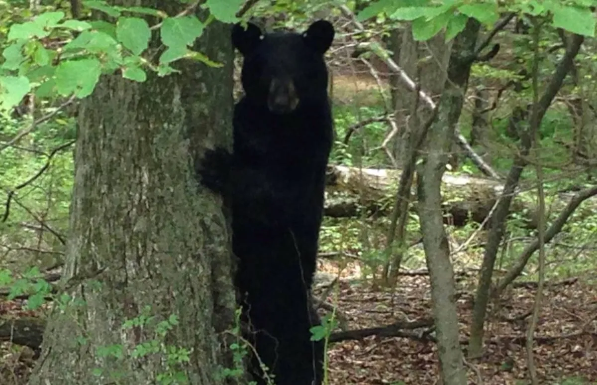El oso más peligroso no es el ‘grizzly’ ni el polar
