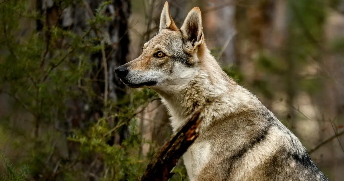 « C’est un animal qui renonce facilement à la prédation » : comment enrayer les attaques de loups, de retour dans le Rhône