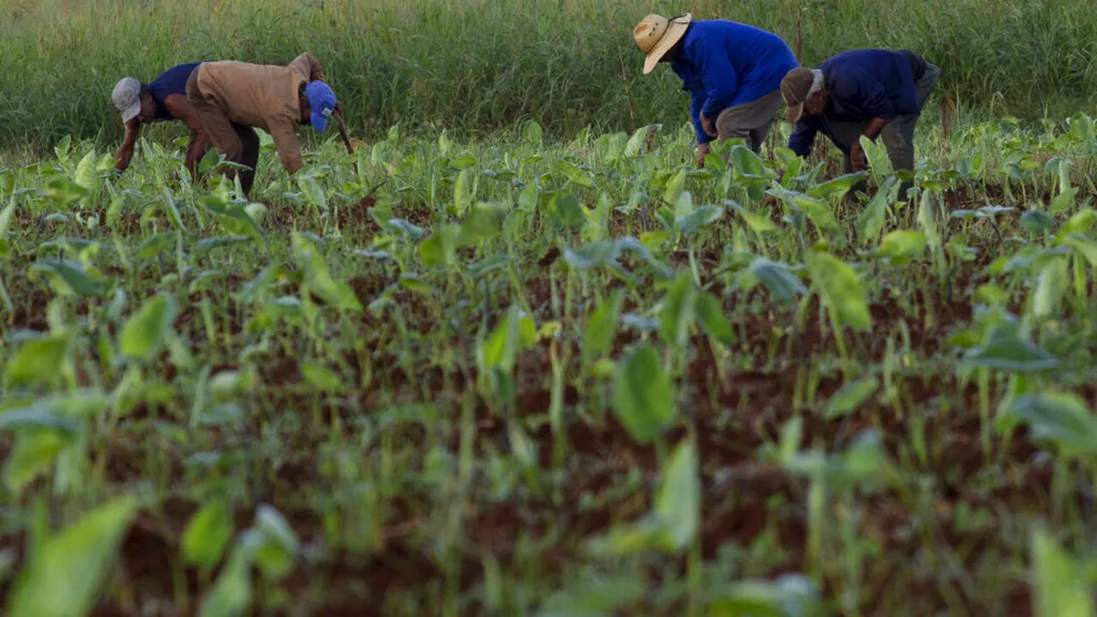 Cuba: le marché agricole s'ouvre à son tour au secteur privé