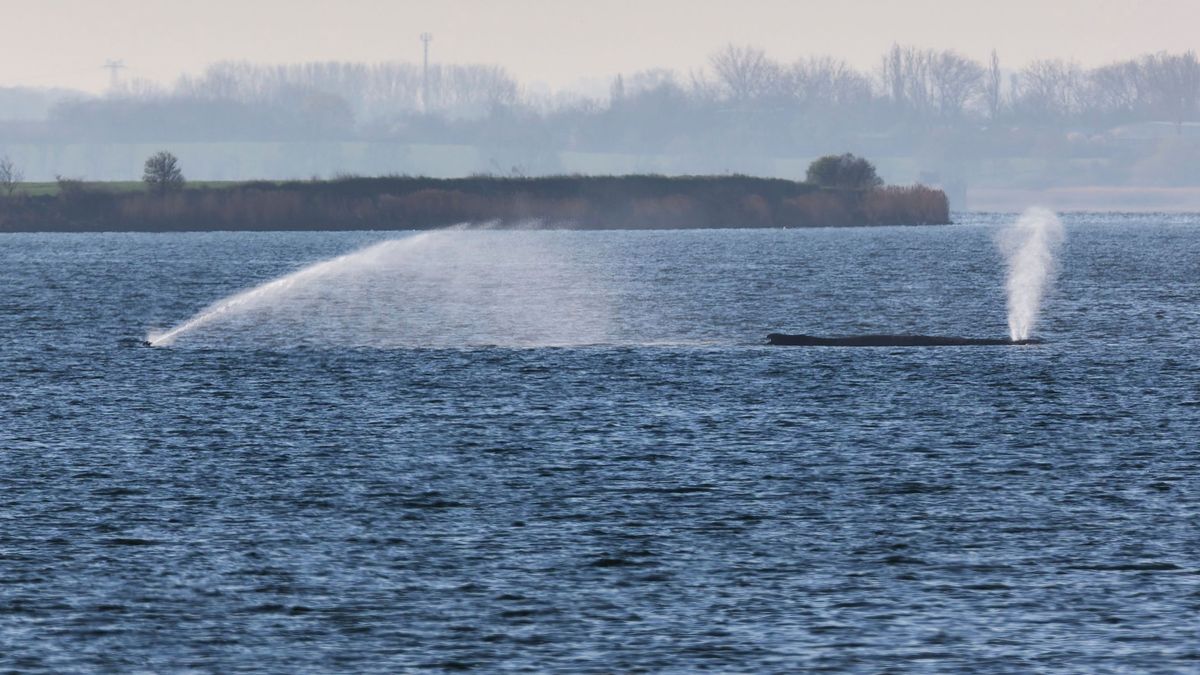 Buckelwal in der Ostsee: Das letzte Geleit?