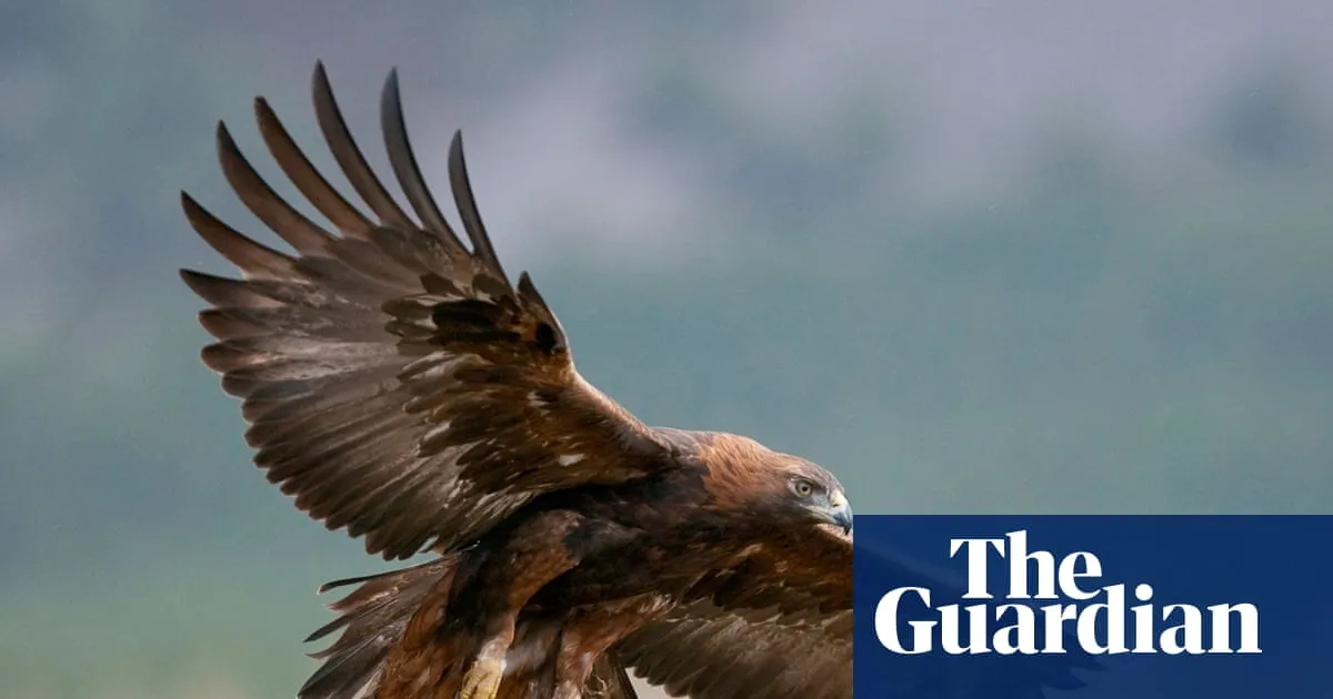 Golden eagles could be reintroduced to England after more than 150 years