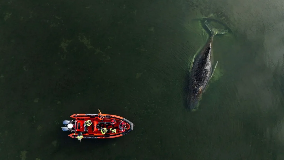 Buckelwal in der Ostsee: Ein Wal stirbt, ein Land schaut zu – und plötzlich wächst der Hass