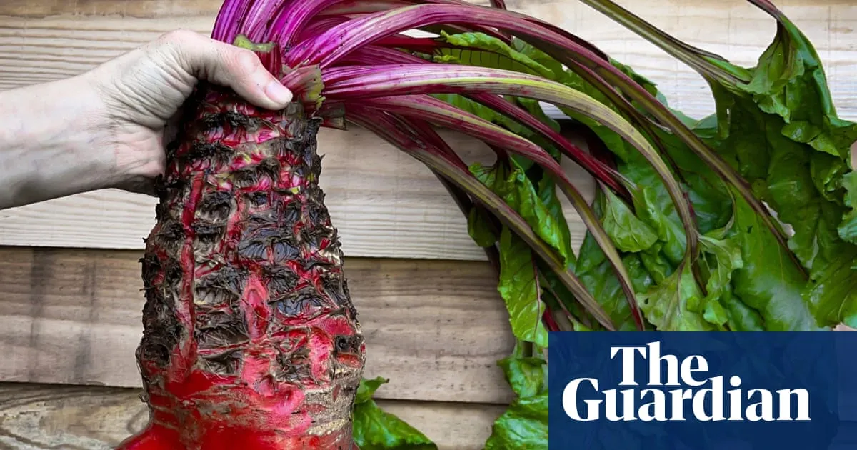 Can’t beet it! Humble mangelwurzel to star at Chelsea flower show