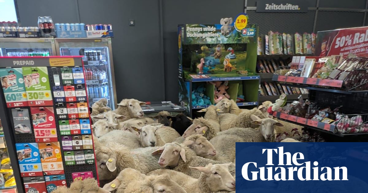 On the lamb: 50 sheep break away from flock and storm German supermarket