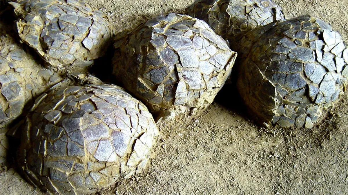 "Mission info" : Pourquoi les traces de dinosaures nous fascinent elles autant ?