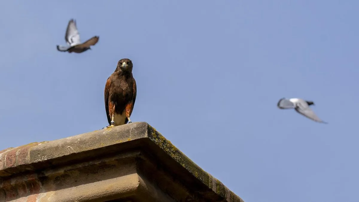 
                                                     Dos águilas y un halcón ahuyentarán a palomas de la Puerta de Alcalá a partir del 1 de mayo
                                                 