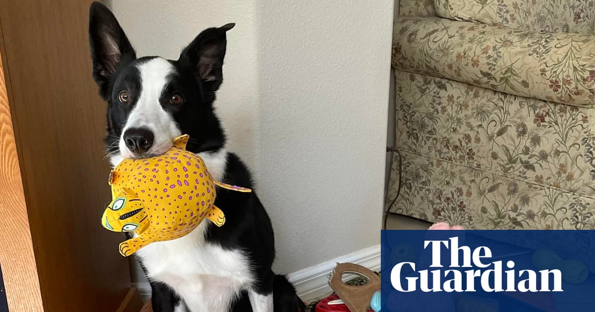 ‘Gifted learner dogs’ can learn words by eavesdropping, study says