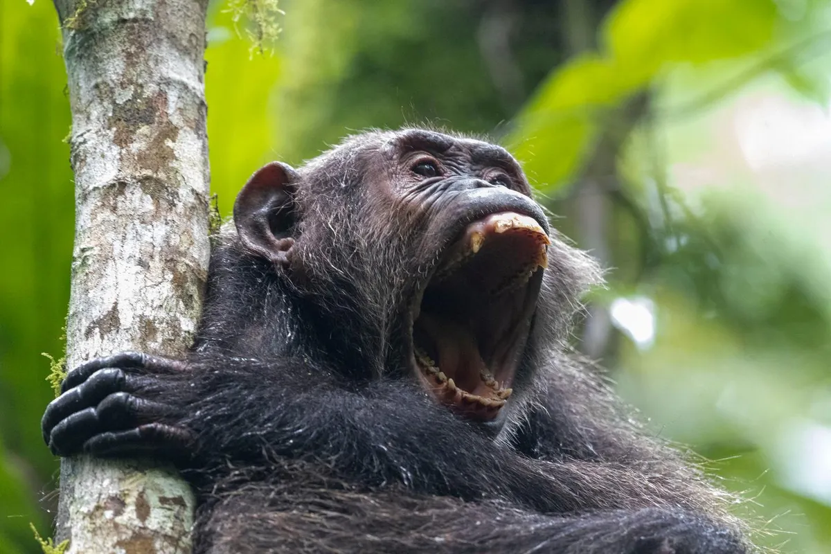 Une guerre civile chez des chimpanzés documentée pour la première fois en Ouganda