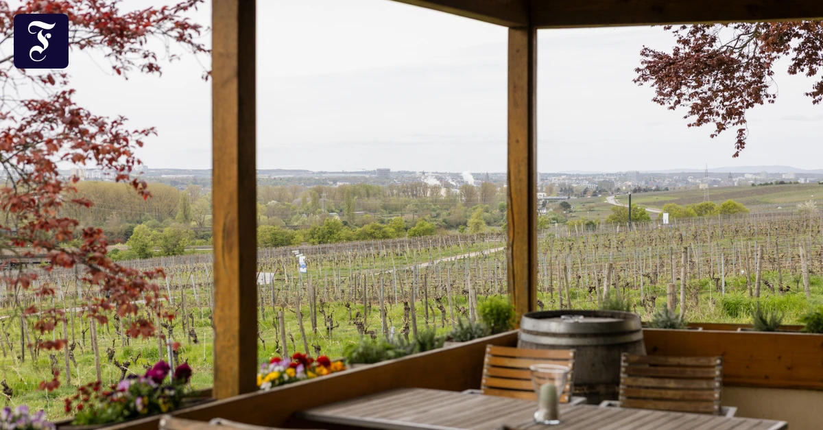 Nach 30 Jahren Pause: Gutsausschank auf Frankfurter Weingut wiedereröffnet