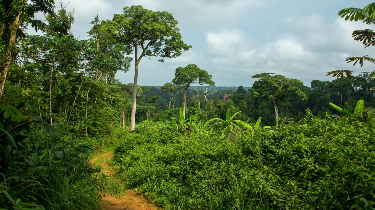 Congo-B: la société civile veut que le futur gouvernement applique ses engagements en matière de forêts