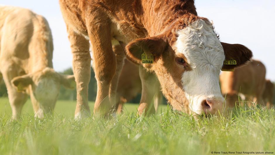 Online attacks threaten major climate-friendly diet report